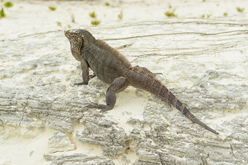 Large scaly Iguana close-up against a background of sand