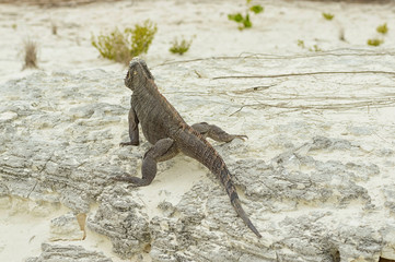 iguana sits on a stone basking in the hot sun, the lizard is tur