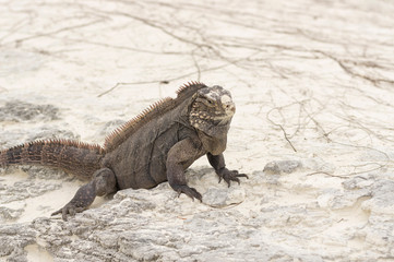 Large scaly Iguana close-up against a background of sand