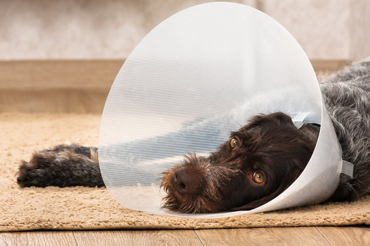 Dog With Elizabethan Collar