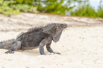 Large scaly Iguana close-up against a background of sand
