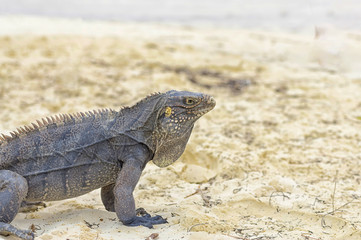 Large scaly Iguana close-up against a background of sand