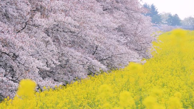 桜・菜の花