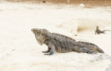 Large scaly Iguana close-up against a background of sand