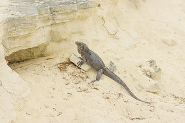 Large scaly Iguana close-up against a background of sand
