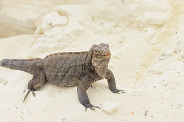 Large scaly Iguana close-up against a background of sand