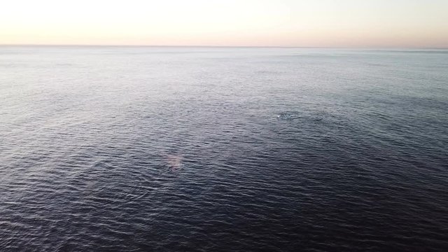Pod of Whales feeding together in the ocean seen from aerial view