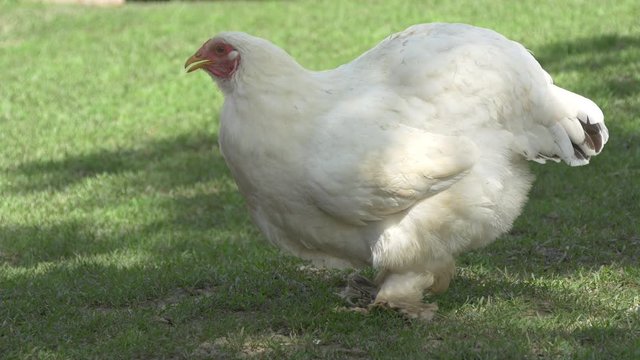 White hen 