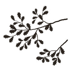 Silhouette of a tree branch on a white background. A branch of oak tree with leaves. It can be used as a design element and decor element in projects and compositions. Vector illustration.