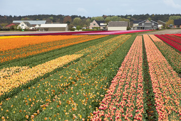 Tulip fields of the Bollenstreek, South Holland, Netherlands