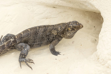 The iguana comes into its burrow made of sand