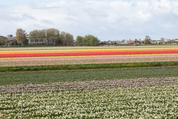 Fototapeta na wymiar Tulip and hyacinth fields of the Bollenstreek, South Holland, Netherlands