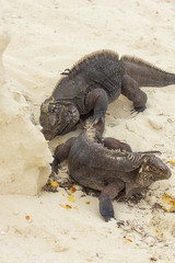 Two iguana close-ups divide the found food against the backgroun