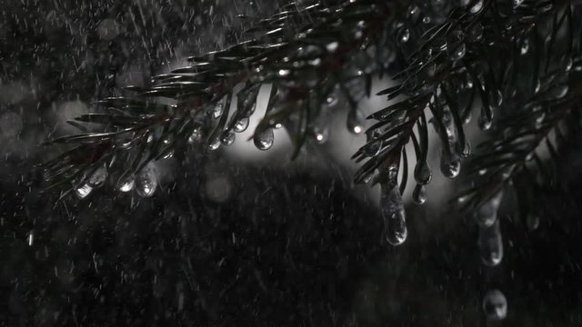 Rain drops falling on fir branches with frozen icicles against dark background in slow motion. Epic exterior scene of wet evergreen forest. Closeup view of peaceful nature.
