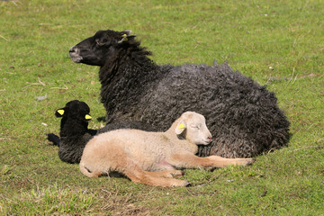 Adult, black, karakul sheep, with two lambs, on the field.