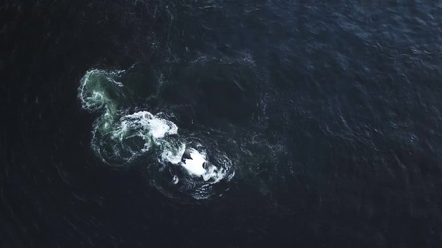 Pod of Whales feeding together in the ocean seen from aerial view