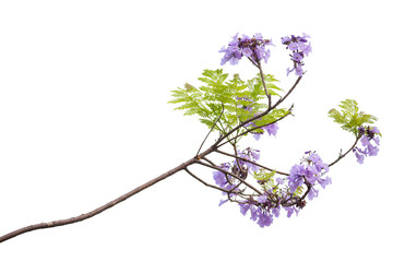 Close up of beautiful purple jacaranda trees, isolated on white background, a species with an...