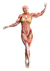 3D Rendering Female Anatomy Figure on White
