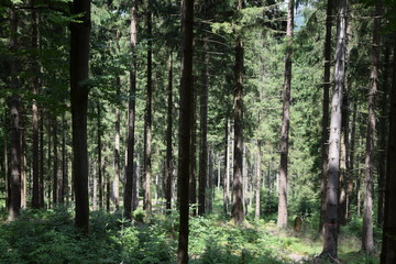 Nadelwald