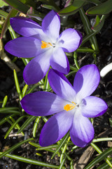 Krokus - violett - lila - Frühling - Allgäu - Frühjahr - März
