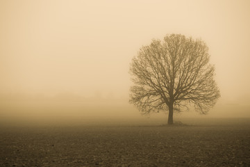 Fototapeta na wymiar Lonely Tree