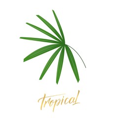 Tropical palm leaf. Isolated exotic palm leaf design element