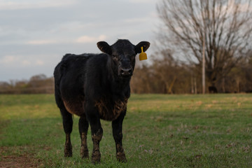 Black Angus calf with muddy feet and legs in spring pasture