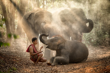 The elephants in forest and mahout with baby elephant  lifestyle of mahout in Chang Village, Surin province Thailand. - obrazy, fototapety, plakaty