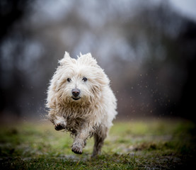 Westie on the run
