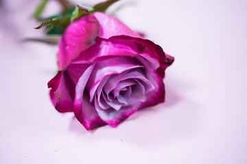 rose on pink background