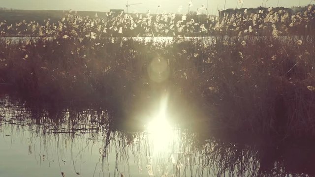 Lake landscape at sunset. Reed on the shore of the lake at sunset