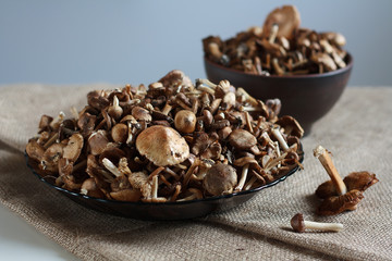 forest mushrooms