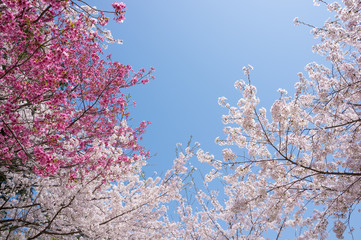 金刀比羅宮の桜　(香川県琴平町)