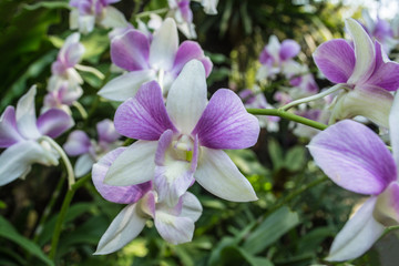 Fototapeta na wymiar Dendrobium is a huge genus of orchids. There are in south, east and southeast Asia. Named from the Greek dendron mean tree and bios mean life all meaning one who lives on trees or epiphyte