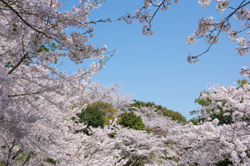 金刀比羅宮の桜　(香川県琴平町)