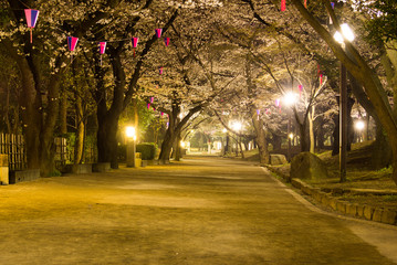 公園の夜桜