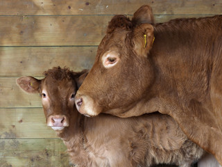 Cow and Calf © Nigel Baker
