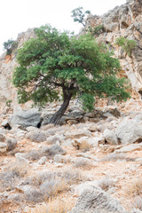 Tree on cliff