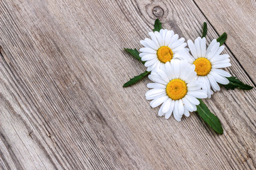 Fototapeta premium White chamomile flowers on a wooden background