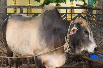 Thai cow eating grass in farm in Thailand April 3, 2018