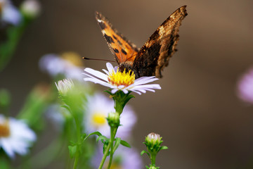 Butterfly on lilac daisy flowers