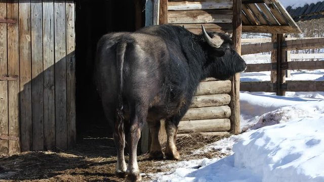 African Buffalo stands in the paddock on the farm in winter
