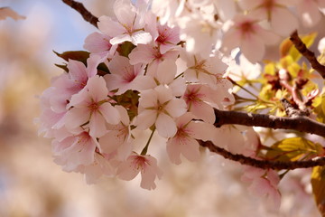 染井吉野 ( ソメイヨシノ )