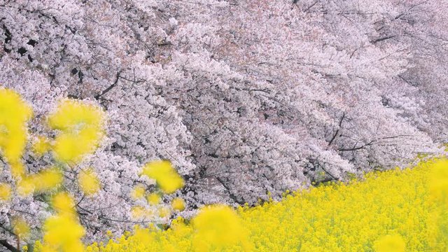 桜・菜の花