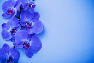 Fototapeta na wymiar orchids on blue background