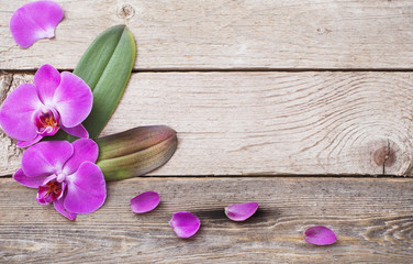 orchids on old wooden background