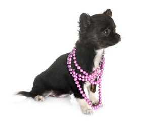 puppy chihuahua in studio