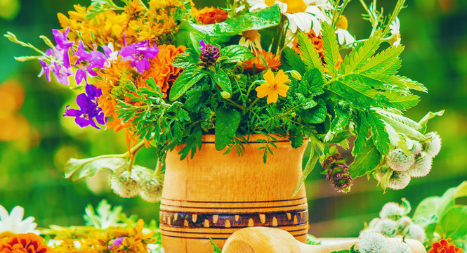Herbs. Medicinal plants. Selective focus.  
