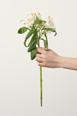 cropped shot of woman holding alstroemeria flowers isolated on white