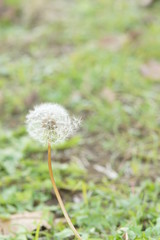  タンポポの綿毛 
